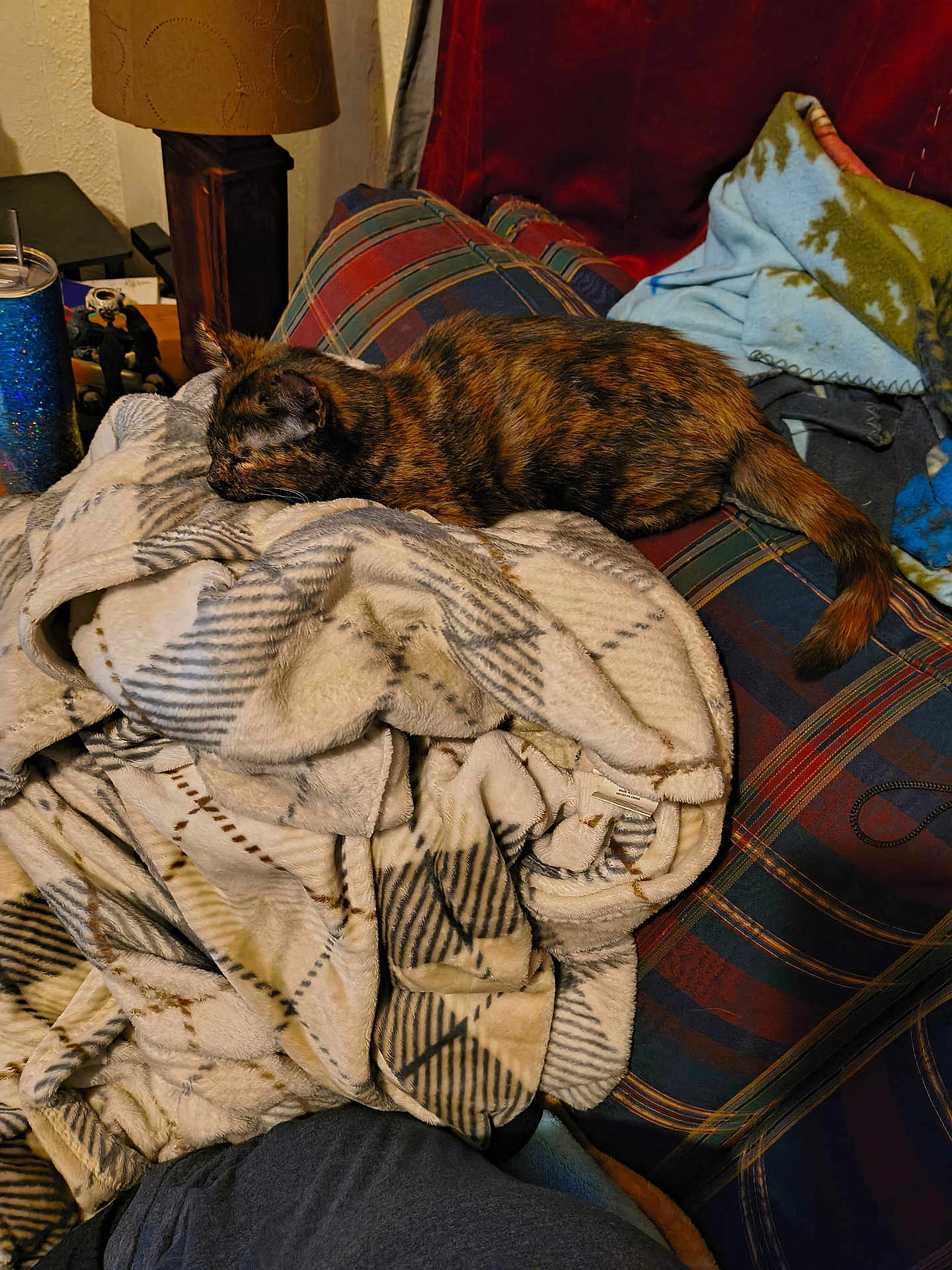 Umbreon joined the competition — help win amazing prizes! cat, tortoiseshell_cat, blanket, couch, plaid, lamp, indoor, sleeping, furniture, cozy, resting, household, soft_texture, fabric, relaxation, pet, domestic_animal, warm_colors, living_room, comfort