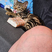 Angel is registered to the contest to win money with this photo: kitten, tabby_cat, licking, couch, gray_fabric, blue_bag, cartoon_characters, tissue_pack, close_up, indoor, pet, young_cat, paw, fur, resting, domestic_cat, human_knee, casual, cozy, playful