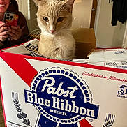 Sherman is registered to the contest to win money with this photo: beer_box, box, brown_cat, cardboard, cat, clothing, curious, door, face, feline, hand, holding, home, indoor, person, pet, phone, smile, table, wall