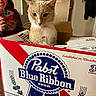 beer_box, box, brown_cat, cardboard, cat, clothing, curious, door, face, feline, hand, holding, home, indoor, person, pet, phone, smile, table, wall