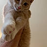 animal, background, cat, close_up, curious, cute, ears, feline, fluffy, hand, holding, indoor, kitten, orange_cat, paw, pet, soft_light, whiskers, white_paw, young_cat