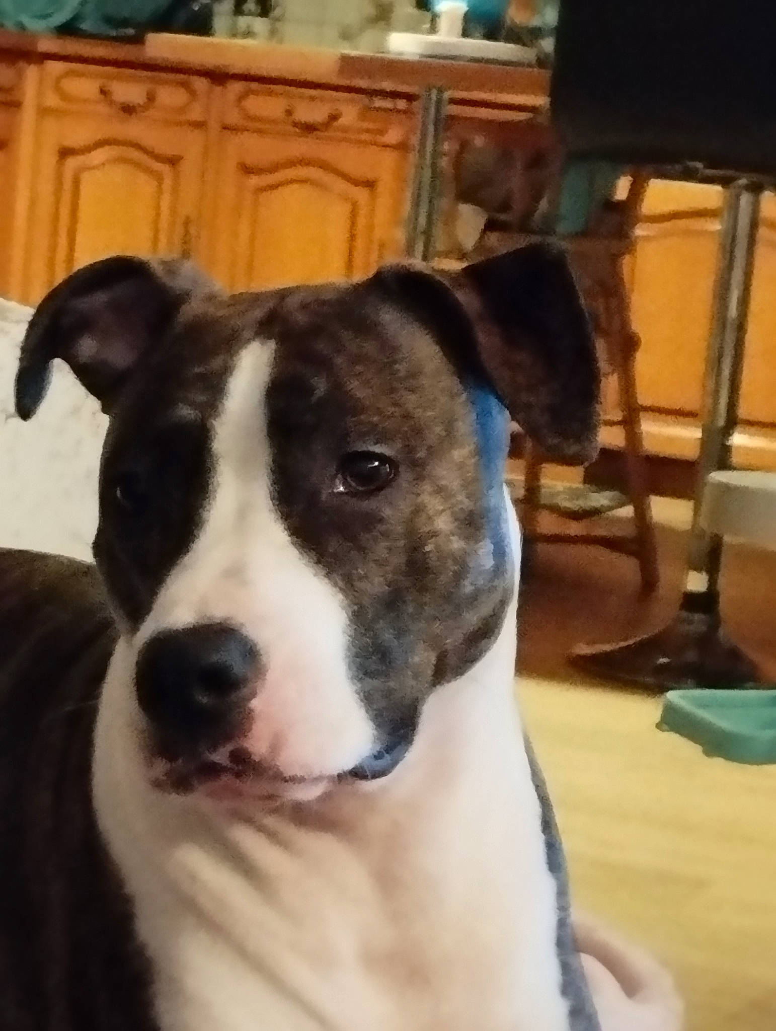 Tessa a rejoint le concours — aidez-le/la à gagner de superbes lots ! cabinetry, canidae, carnivore, collar, companion_dog, dog, dog_breed, dog_collar, fawn, flooring, fur, guard_dog, hardwood, non_sporting_group, snout, sporting_group, whiskers, wood, working_animal, working_dog