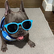 Pink is registered to the contest to win money with this photo: dog, sunglasses, blue, indoor, carpet, tongue_out, pet, canine, floor, harness, cool, animal, cute, french_bulldog, shade, playful, house, shadow, funny, companion