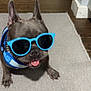 dog, sunglasses, blue, indoor, carpet, tongue_out, pet, canine, floor, harness, cool, animal, cute, french_bulldog, shade, playful, house, shadow, funny, companion