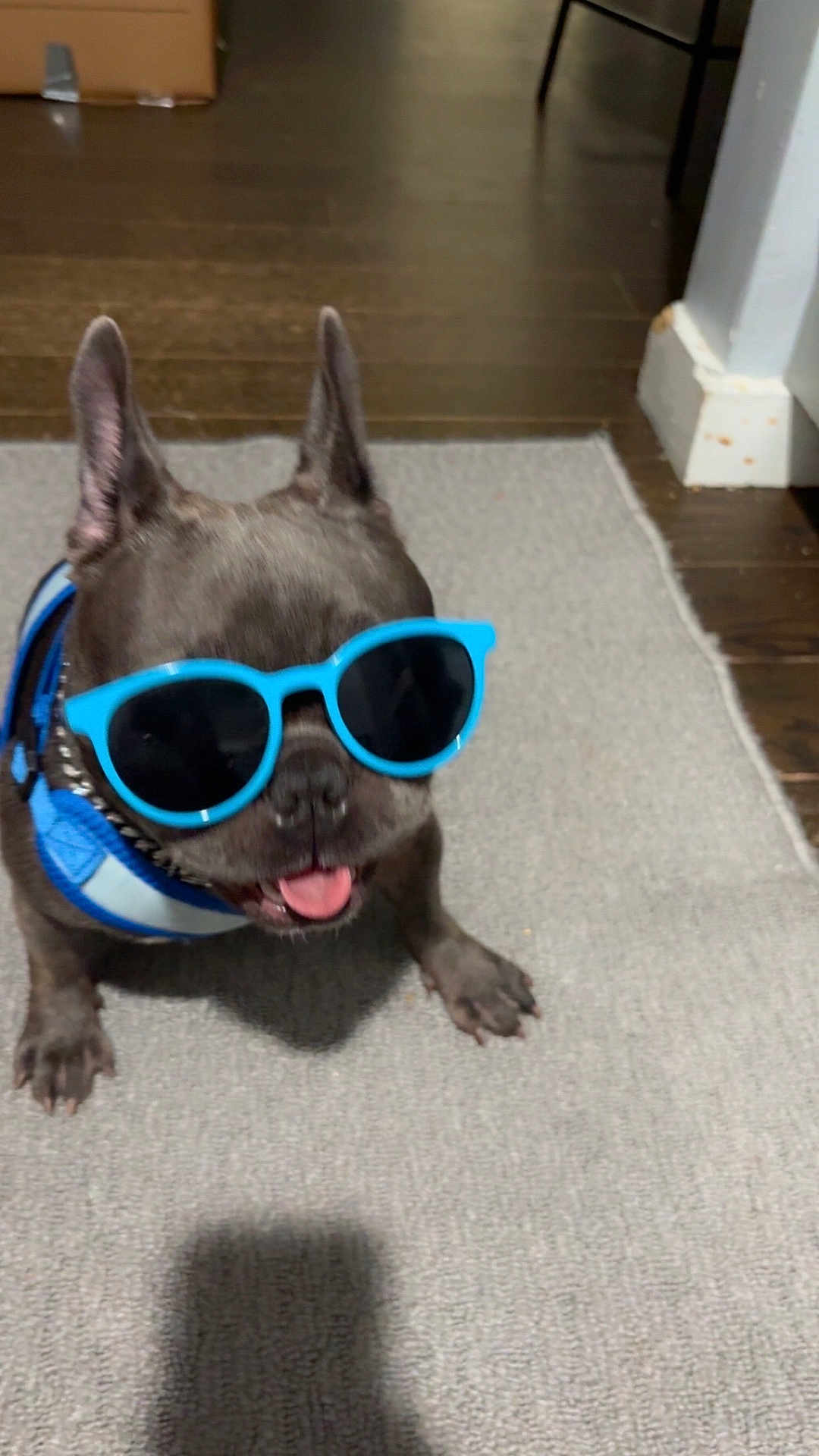 Pink is registered to the contest to win money with this photo: dog, sunglasses, blue, indoor, carpet, tongue_out, pet, canine, floor, harness, cool, animal, cute, french_bulldog, shade, playful, house, shadow, funny, companion
