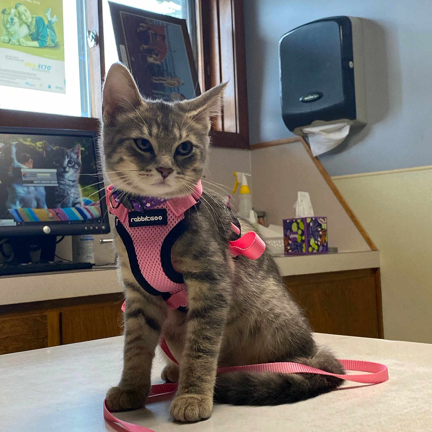 Andromeda joined the competition — help win amazing prizes! animal, architecture, building, cat, computerhardware, electronics, face, furniture, hardware, head, indoors, interiordesign, monitor, person, pet, photography, portrait, screen, table, tv