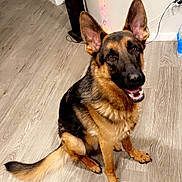 Appa is registered to the contest to win money with this photo: dog, german_shepherd, indoor, floor, wooden_floor, pet, canine, animal, ears, tail, smiling, happy, brown, black, sitting, wall, string_lights, power_outlet, cord, speaker