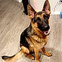dog, german_shepherd, indoor, floor, wooden_floor, pet, canine, animal, ears, tail, smiling, happy, brown, black, sitting, wall, string_lights, power_outlet, cord, speaker