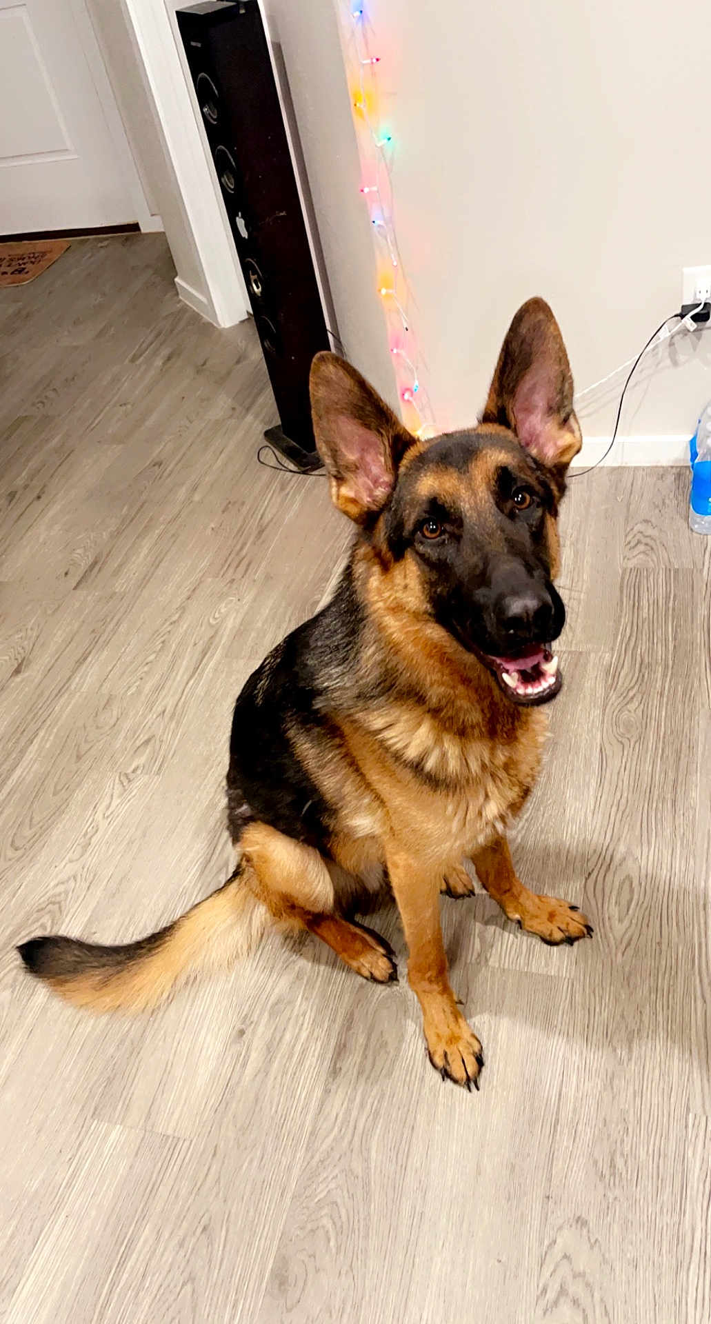 Appa is registered to the contest to win money with this photo: dog, german_shepherd, indoor, floor, wooden_floor, pet, canine, animal, ears, tail, smiling, happy, brown, black, sitting, wall, string_lights, power_outlet, cord, speaker