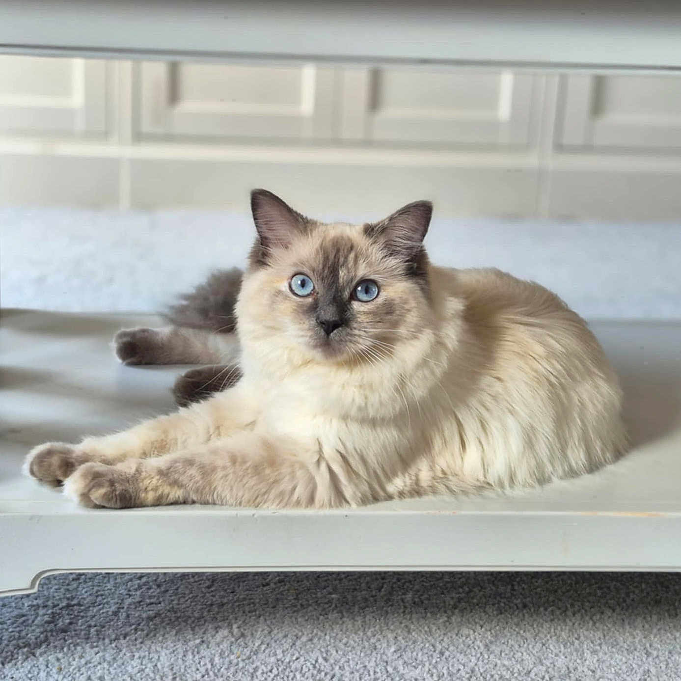 Dolly joined the competition — help win amazing prizes! cat, blue_eyes, fluffy, indoor, table, white_table, carpet, furniture, relaxed, pet, animal, portrait, feline, domestic_cat, curious, laying_down, soft_light, blurred_background, cream_color, close_up