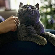 Blue is registered to the contest to win money with this photo: cat, gray_cat, pet, hand, indoor, feline, close_up, blurred_background, cozy, relaxed, comfortable, domestic_animal, mammal, whiskers, fur, paw, portrait, lighting, home, companion