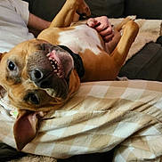 Precious joined the competition — help win amazing prizes! belly_up, brown_dog, canine, close_up, collar, couch, cozy, dog, hand, human_arm, indoor, living_room, pet_portrait, pillow, plaid_blanket, relaxed, string_lights, throw_blanket, toothy_grin, window_blinds