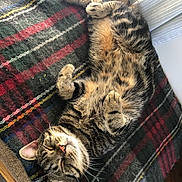 Finn joined the competition — help win amazing prizes! cat, tabby, sleeping, cozy, blanket, plaid, fur, pet, domestic_animal, whiskers, relaxed, indoor, cute, animal, feline, resting, soft, striped, paw, nap