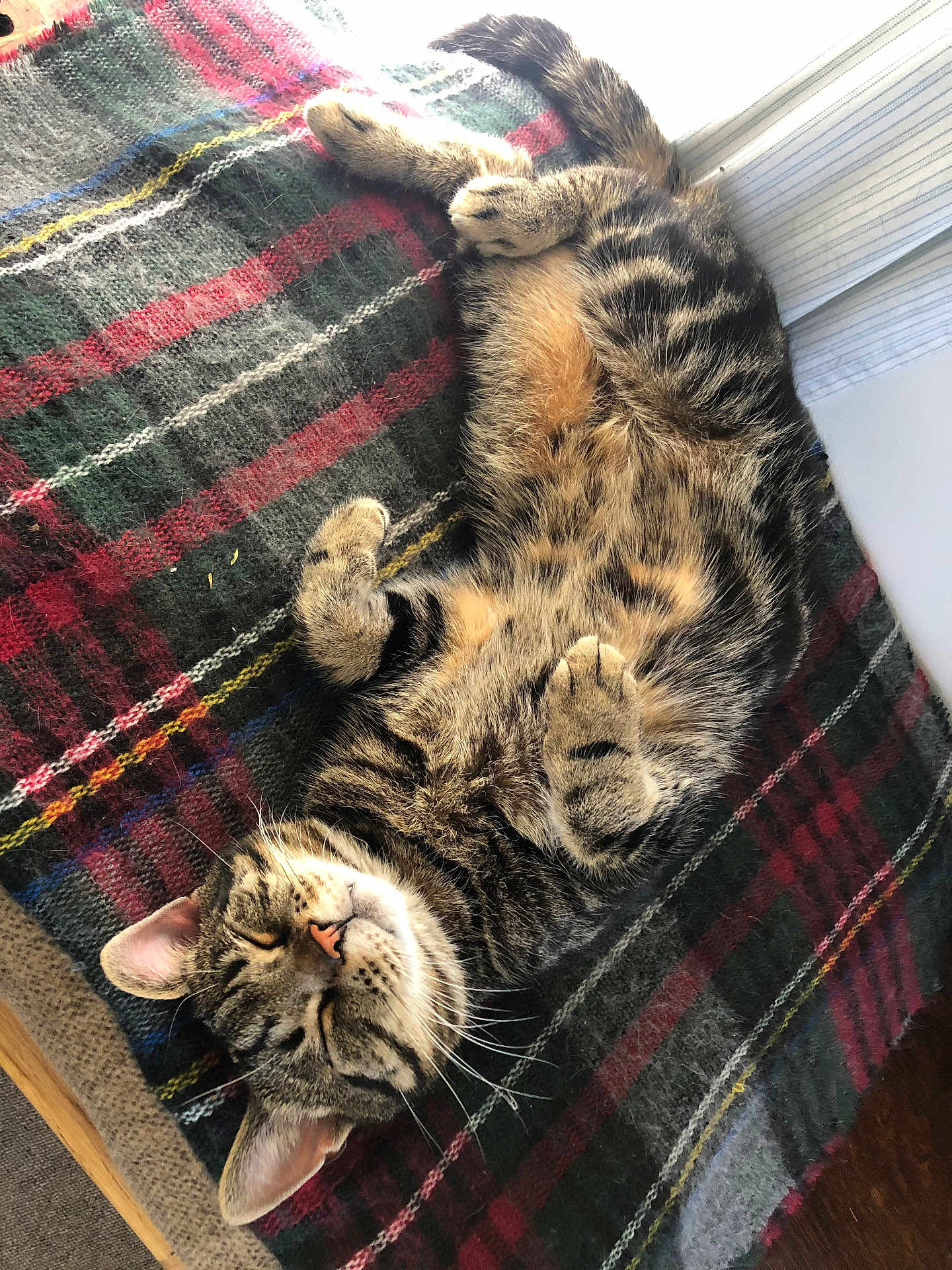 Finn joined the competition — help win amazing prizes! cat, tabby, sleeping, cozy, blanket, plaid, fur, pet, domestic_animal, whiskers, relaxed, indoor, cute, animal, feline, resting, soft, striped, paw, nap