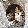Boo participe au concours pour gagner de l'argent avec cette photo : animal, cat, cat_condo, close_up, cozy, curious, cute, feline, fur, green_eyes, household, indoor, looking, paw, pet, relaxed, resting, soft_texture, tabby_cat, whiskers