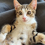 Boo a rejoint le concours — aidez-le/la à gagner de superbes lots ! animal, blanket, cat, cozy, cute, domestic_cat, fluffy, fur, indoor, kitten, lying_down, pet, pink_nose, playful, resting, soft, tabby, whiskers, wide_eyes, young