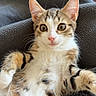 animal, blanket, cat, cozy, cute, domestic_cat, fluffy, fur, indoor, kitten, lying_down, pet, pink_nose, playful, resting, soft, tabby, whiskers, wide_eyes, young