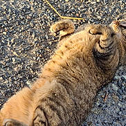 Moustic participe au concours pour gagner de l'argent avec cette photo : abyssinian, accessories, animal, cat, gravel, kitten, leash, manx, path, pebble, person, pet, road, rock, rubble, slate, sleeping, soil, strap, tarmac