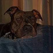 Loki participe au concours pour gagner de l'argent avec cette photo : animal, blanket, brown_dog, comfort, cozy, curtain, dog, ears, face, fur, indoors, nostrils, pet, portrait, relaxed, resting, shadow, snout, warm_light, window