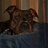 animal, blanket, brown_dog, comfort, cozy, curtain, dog, ears, face, fur, indoors, nostrils, pet, portrait, relaxed, resting, shadow, snout, warm_light, window