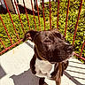 Loki participe au concours pour gagner de l'argent avec cette photo : animal, balcony, black_and_white, bright, canine, close_up, daylight, dog, ears, fur, greenery, nature, outdoor, pet, portrait, red_railings, shadow, snout, summer, sunlight
