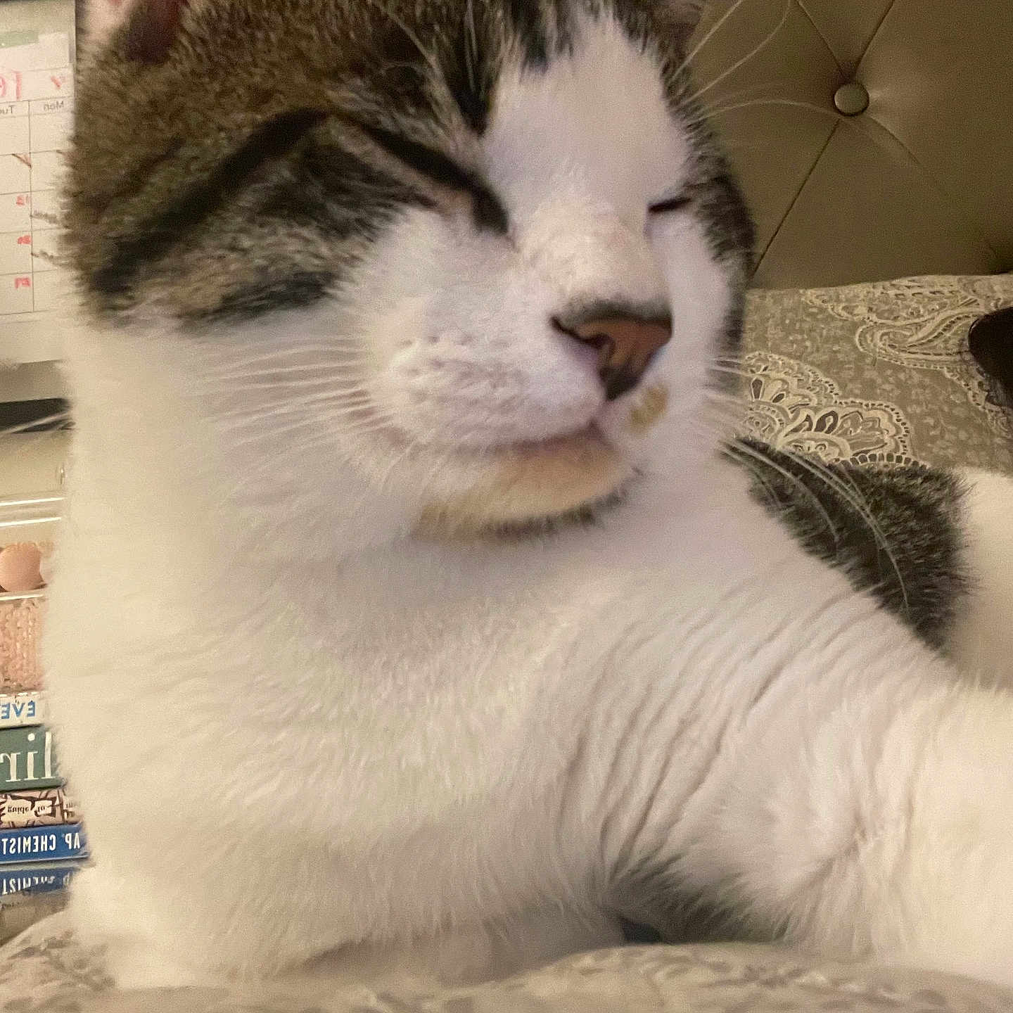 Leo joined the competition — help win amazing prizes! background, bed, books, calendar, cat, close_up, cozy, face, fur, furniture, indoor, nose, paw, person_partial, relaxed, sleepy, stretching, tabby, whiskers, white