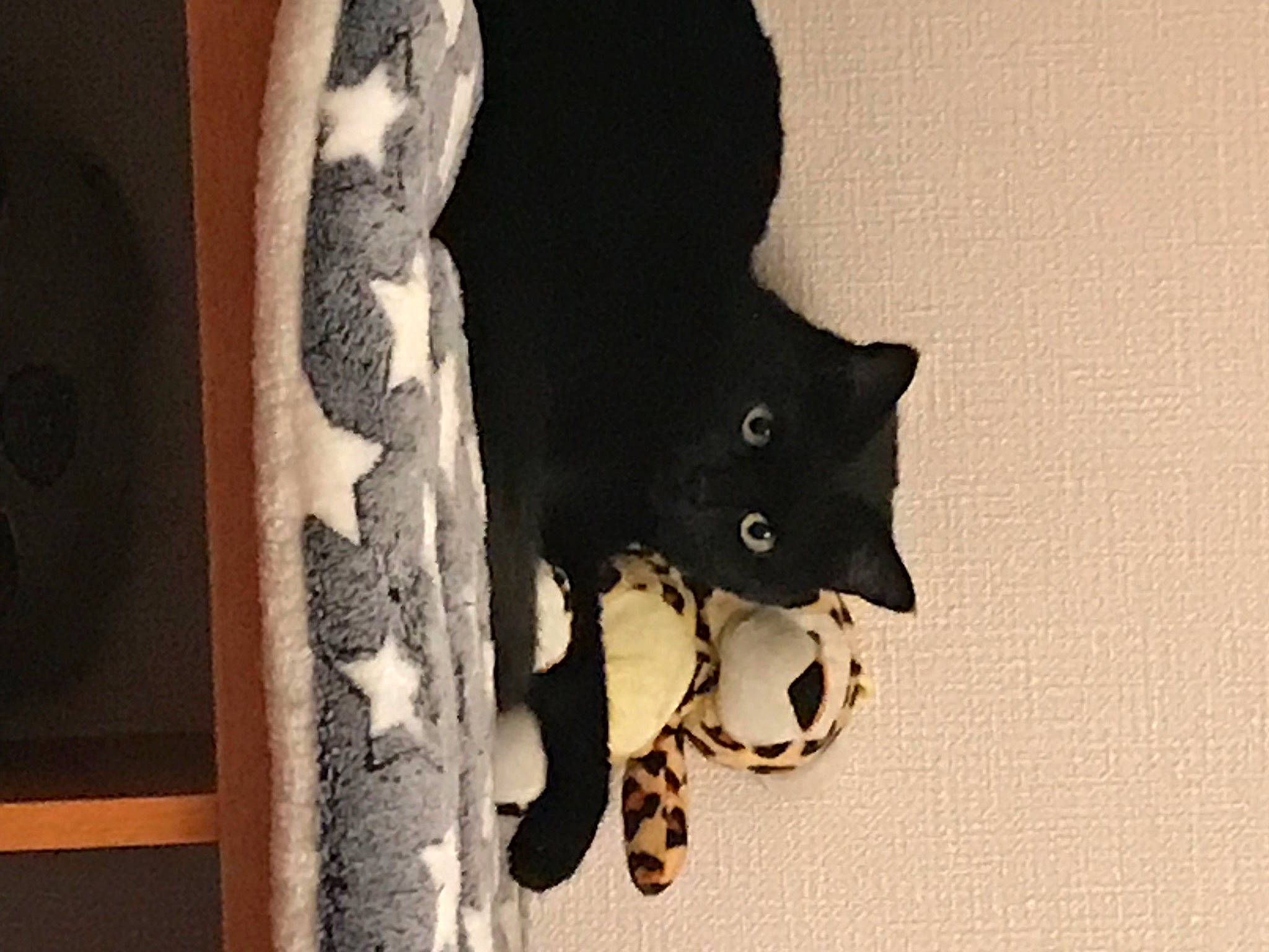 Neka a rejoint le concours — aidez-le/la à gagner de superbes lots ! black_cat, carnivore, cat, domestic_short_haired_cat, door, felidae, fur, grey, pattern, paw, room, shadow, small_to_medium_sized_cats, snout, stairs, tail, tree, whiskers, window, wood