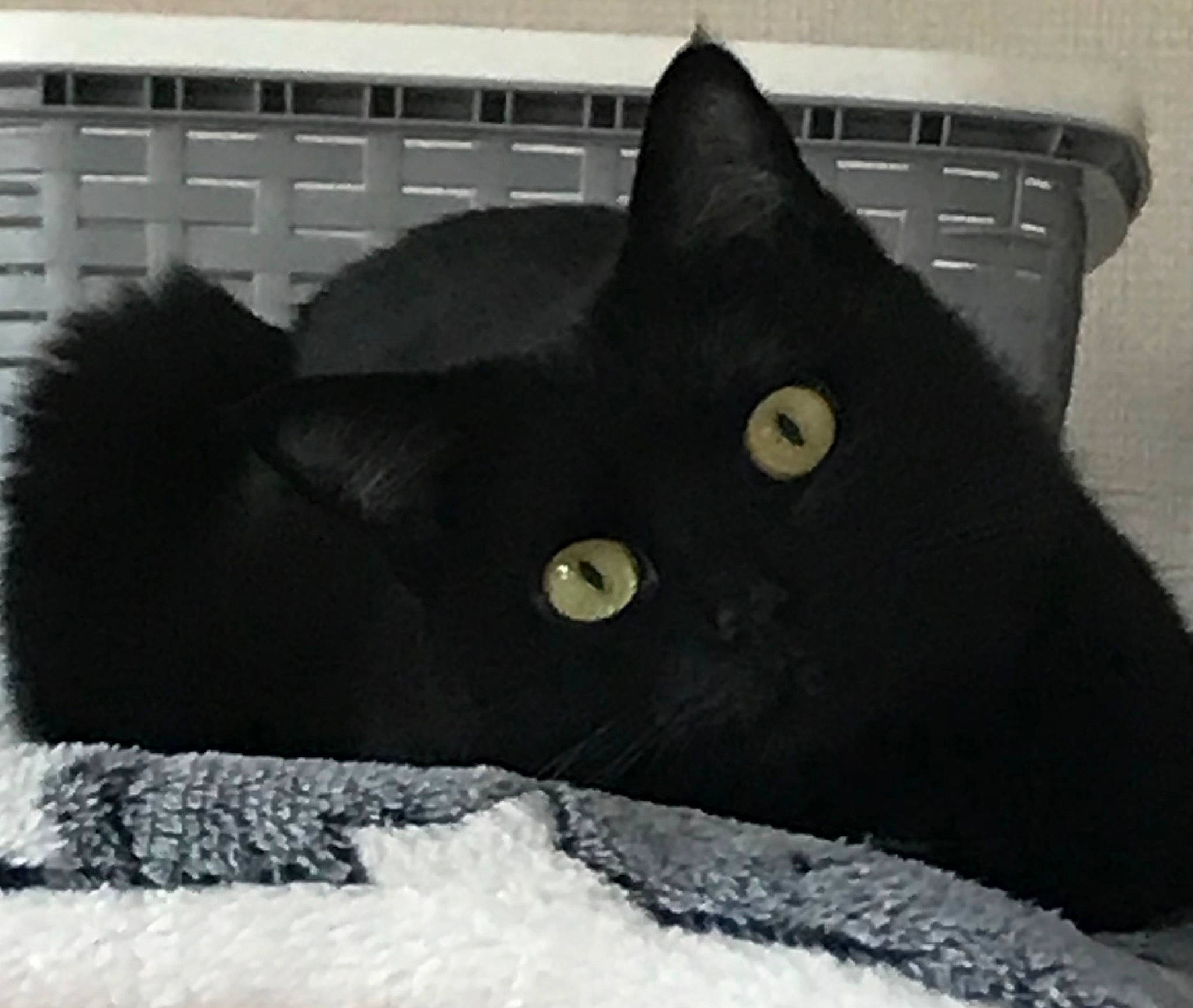 Neka a rejoint le concours — aidez-le/la à gagner de superbes lots ! black, black_cat, bombay, carmine, carnivore, cat, comfort, computer_keyboard, felidae, fur, grey, monochrome_photography, small_to_medium_sized_cats, snout, tail, terrestrial_animal, whiskers