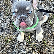 Milo joined the competition — help win amazing prizes! dog, puppy, french_bulldog, blue_eyes, green_harness, tongue_out, sitting, dry_grass, outdoor, pet, cute, animal, leash, playful, young, small_dog, fur, ears_up, looking_up, nature