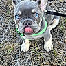 dog, puppy, french_bulldog, blue_eyes, green_harness, tongue_out, sitting, dry_grass, outdoor, pet, cute, animal, leash, playful, young, small_dog, fur, ears_up, looking_up, nature