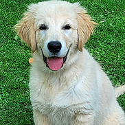 Oslo a rejoint le concours — aidez-le/la à gagner de superbes lots ! animal, canine, companion, cute, dog, ears, fluffy, fur, golden_retriever, grass, happy, nature, outdoor, pet, playful, puppy, sitting, smiling, tongue_out, young