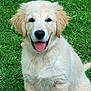animal, canine, companion, cute, dog, ears, fluffy, fur, golden_retriever, grass, happy, nature, outdoor, pet, playful, puppy, sitting, smiling, tongue_out, young