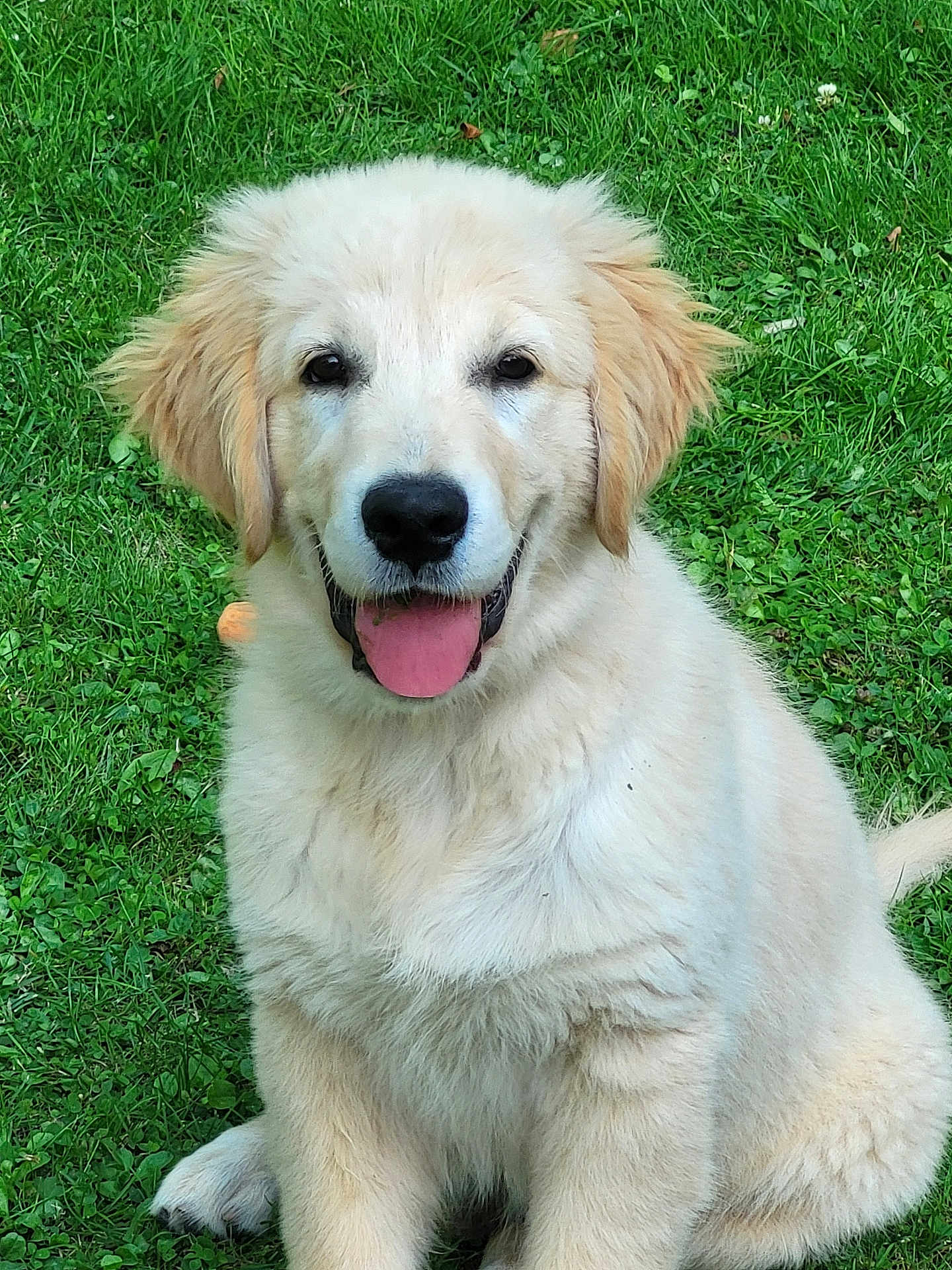 Oslo a rejoint le concours — aidez-le/la à gagner de superbes lots ! animal, canine, companion, cute, dog, ears, fluffy, fur, golden_retriever, grass, happy, nature, outdoor, pet, playful, puppy, sitting, smiling, tongue_out, young
