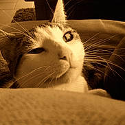 Mimi a rejoint le concours — aidez-le/la à gagner de superbes lots !