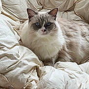 Ramses a rejoint le concours — aidez-le/la à gagner de superbes lots ! cat, fluffy, blue_eyes, relaxed, blanket, cream_color, cozy, indoor, pet, feline, fur, cute, comfort, resting, domestic_animal, soft_texture, close_up, animal, laying, whiskers