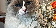 Ramses a rejoint le concours — aidez-le/la à gagner de superbes lots ! cat, fluffy, blue_eyes, pet, animal, portrait, flower, bouquet, white_flower, orange_flower, indoor, feline, whiskers, cute, domestic_animal, fur, close_up, plant, nature, soft_light