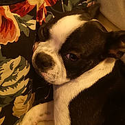 Romane a rejoint le concours — aidez-le/la à gagner de superbes lots ! dog, boston_terrier, pet, close_up, black_and_white, canine, indoor, cushion, floral_pattern, relaxed, seated, animal, fur, snout, ears, face, paw, companion, cute, domestic