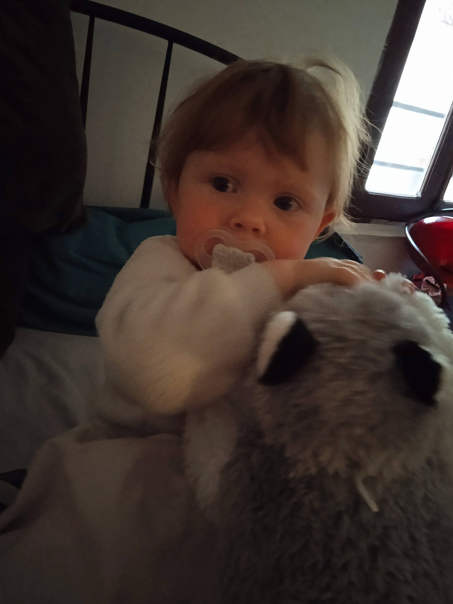 Amaly a rejoint le concours — aidez-le/la à gagner de superbes lots ! baby, canidae, carnivore, child, comfort, companion_dog, dog, dog_breed, fur, happy, head, iris, nose, person, sitting, snout, sporting_group, stuffed_toy, toddler, toy