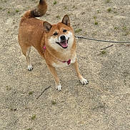 Naya a rejoint le concours — aidez-le/la à gagner de superbes lots ! dog, shiba_inu, canine, pet, leash, harness, sandy_ground, outdoors, tongue_out, smiling, tail, paws, fur, happy, portrait, standing, walking, grass_sprouts, soil, leash_rope