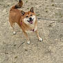 dog, shiba_inu, canine, pet, leash, harness, sandy_ground, outdoors, tongue_out, smiling, tail, paws, fur, happy, portrait, standing, walking, grass_sprouts, soil, leash_rope