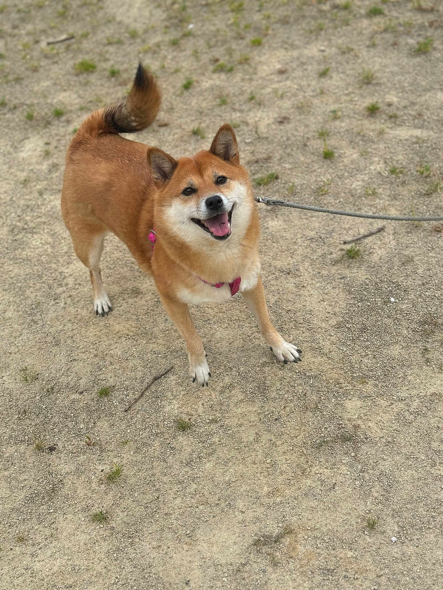 Naya a rejoint le concours — aidez-le/la à gagner de superbes lots ! dog, shiba_inu, canine, pet, leash, harness, sandy_ground, outdoors, tongue_out, smiling, tail, paws, fur, happy, portrait, standing, walking, grass_sprouts, soil, leash_rope