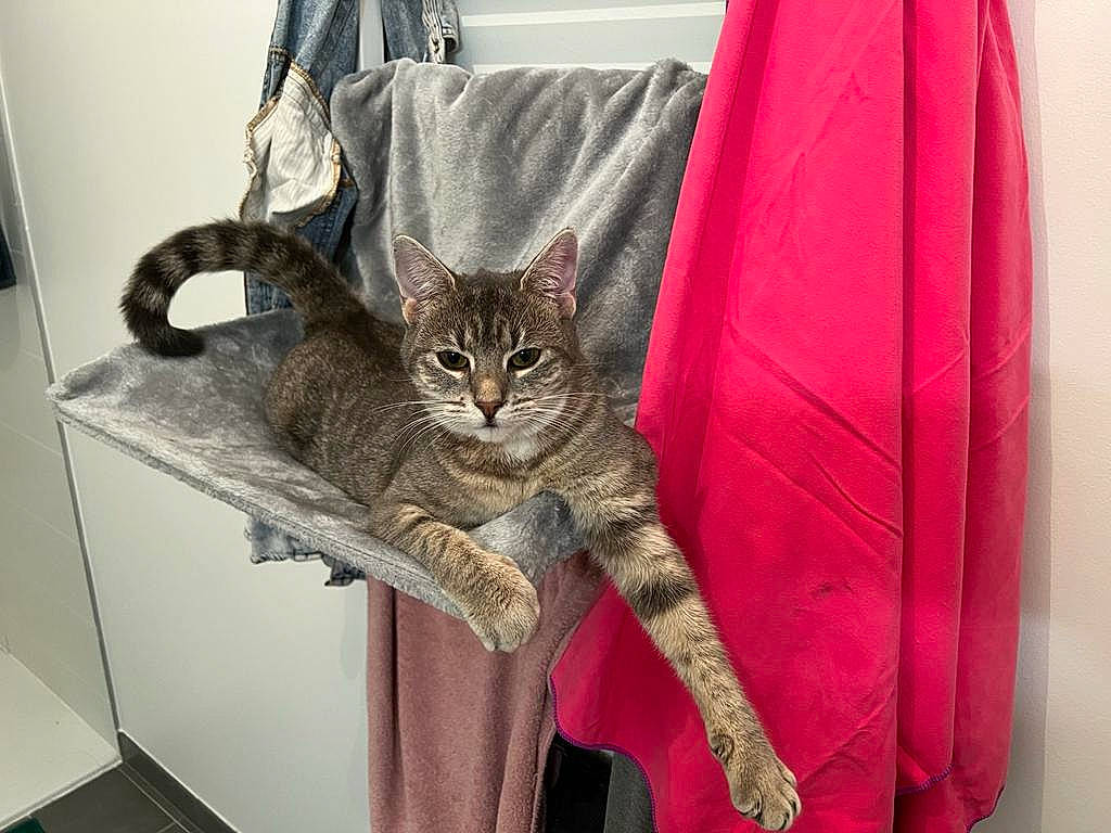 Killa a rejoint le concours — aidez-le/la à gagner de superbes lots ! bag, carnivore, cat, cat_supply, chair, claw, collar, comfort, domestic_short_haired_cat, fashion_accessory, fawn, felidae, fur, grey, luggage_and_bags, shoulder, sleeve, small_to_medium_sized_cats, tail, whiskers