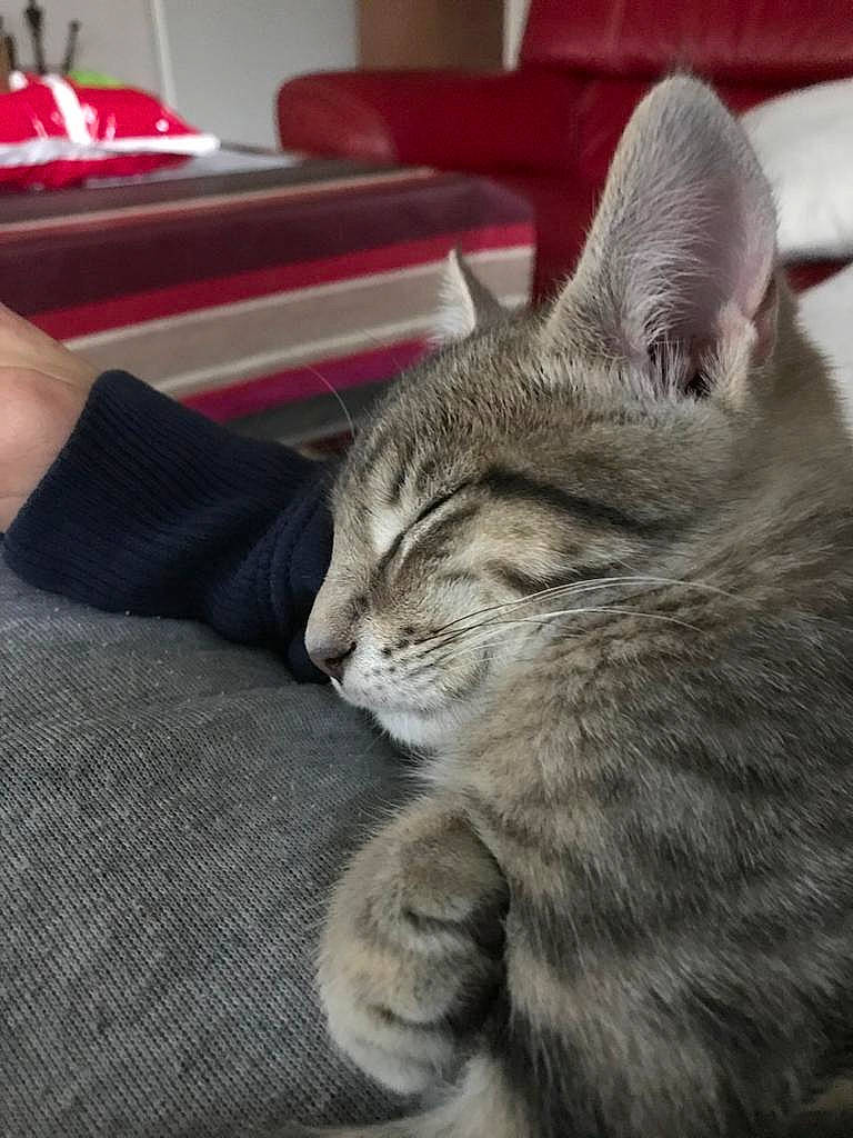 Killa participe au concours pour gagner de l'argent avec cette photo : carmine, carnivore, cat, claw, comfort, couch, domestic_short_haired_cat, felidae, flooring, fur, grey, paw, sitting, small_to_medium_sized_cats, snout, terrestrial_animal, whiskers, wood