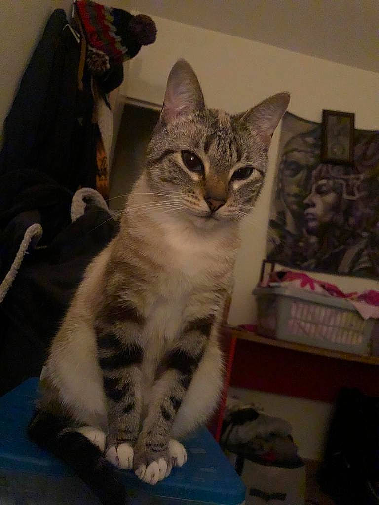 Cholita a rejoint le concours — aidez-le/la à gagner de superbes lots ! box, carnivore, cat, comfort, domestic_short_haired_cat, door, felidae, fur, paw, photo_caption, shelf, small_to_medium_sized_cats, tail, visual_arts, whiskers