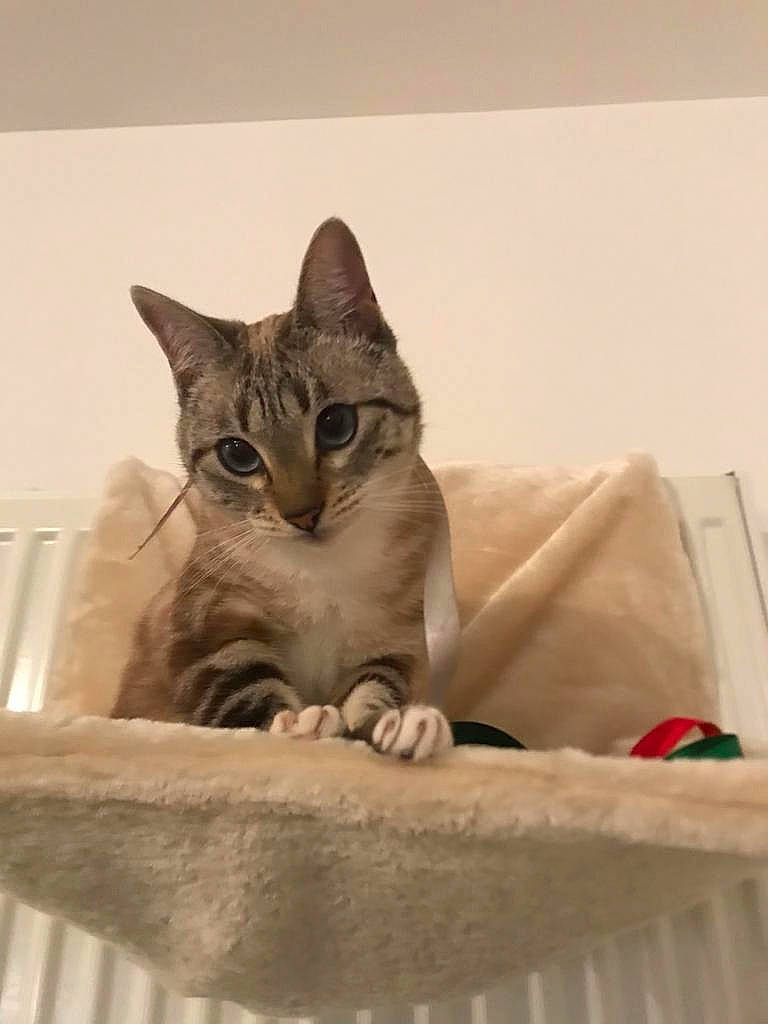 Cholita a rejoint le concours — aidez-le/la à gagner de superbes lots ! carnivore, cat, cat_bed, cat_supply, claw, comfort, domestic_short_haired_cat, fawn, felidae, fur, paw, pet_supply, room, sitting, small_to_medium_sized_cats, snout, tail, whiskers, wood