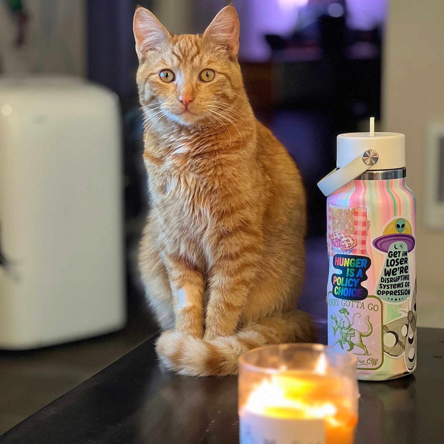 Milo is registered to the contest to win money with this photo: animal, blurry_background, candle, cat, closeup, cozy, curious, cute, domestic, eyes, focused, fur, indoor, orange_tabby, pet, sitting, stickers, table, water_bottle, whiskers