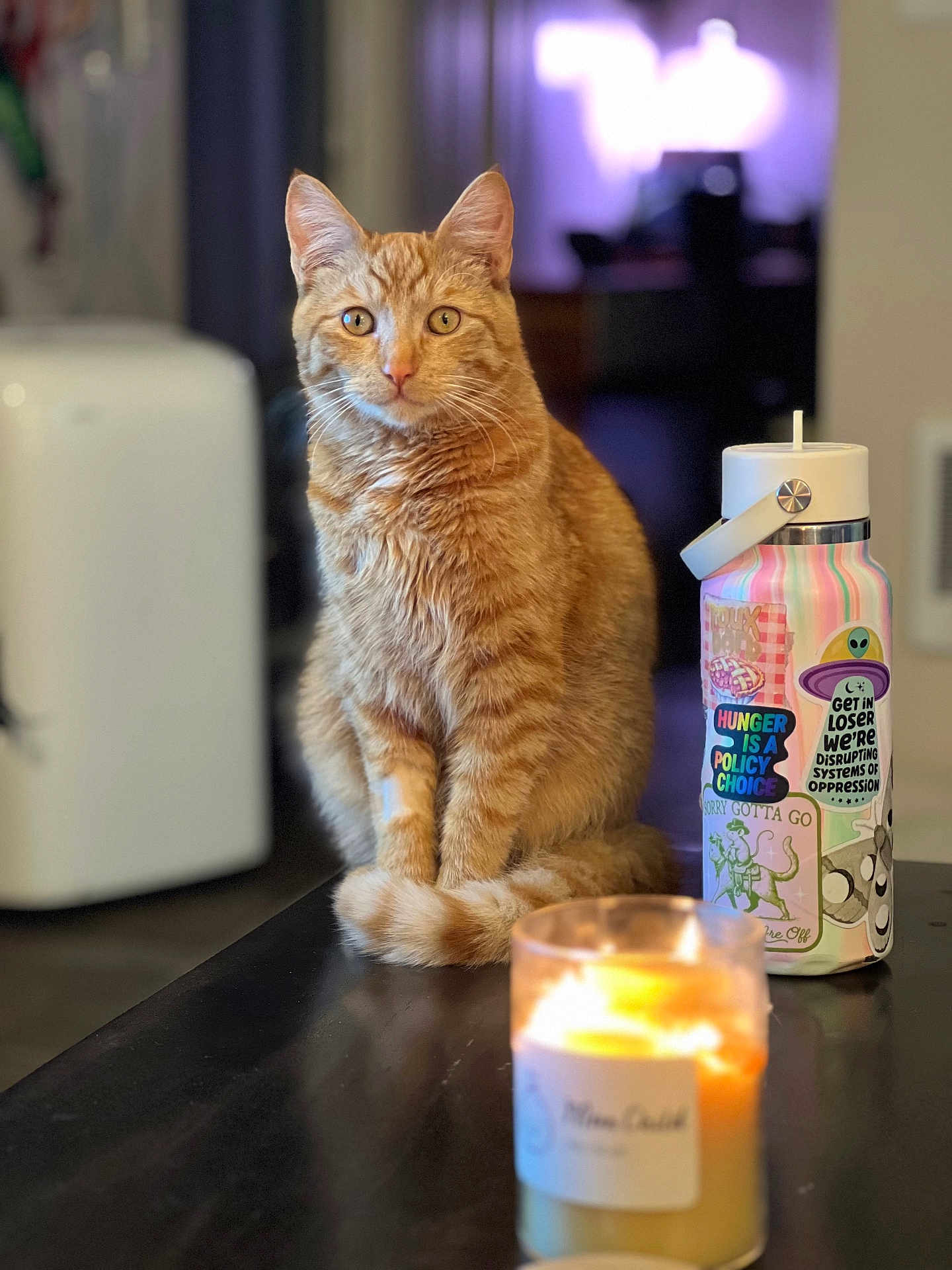 Milo is registered to the contest to win money with this photo: cat, orange_tabby, pet, animal, sitting, table, candle, water_bottle, stickers, indoor, curious, fur, closeup, blurry_background, domestic, cute, eyes, whiskers, focused, cozy