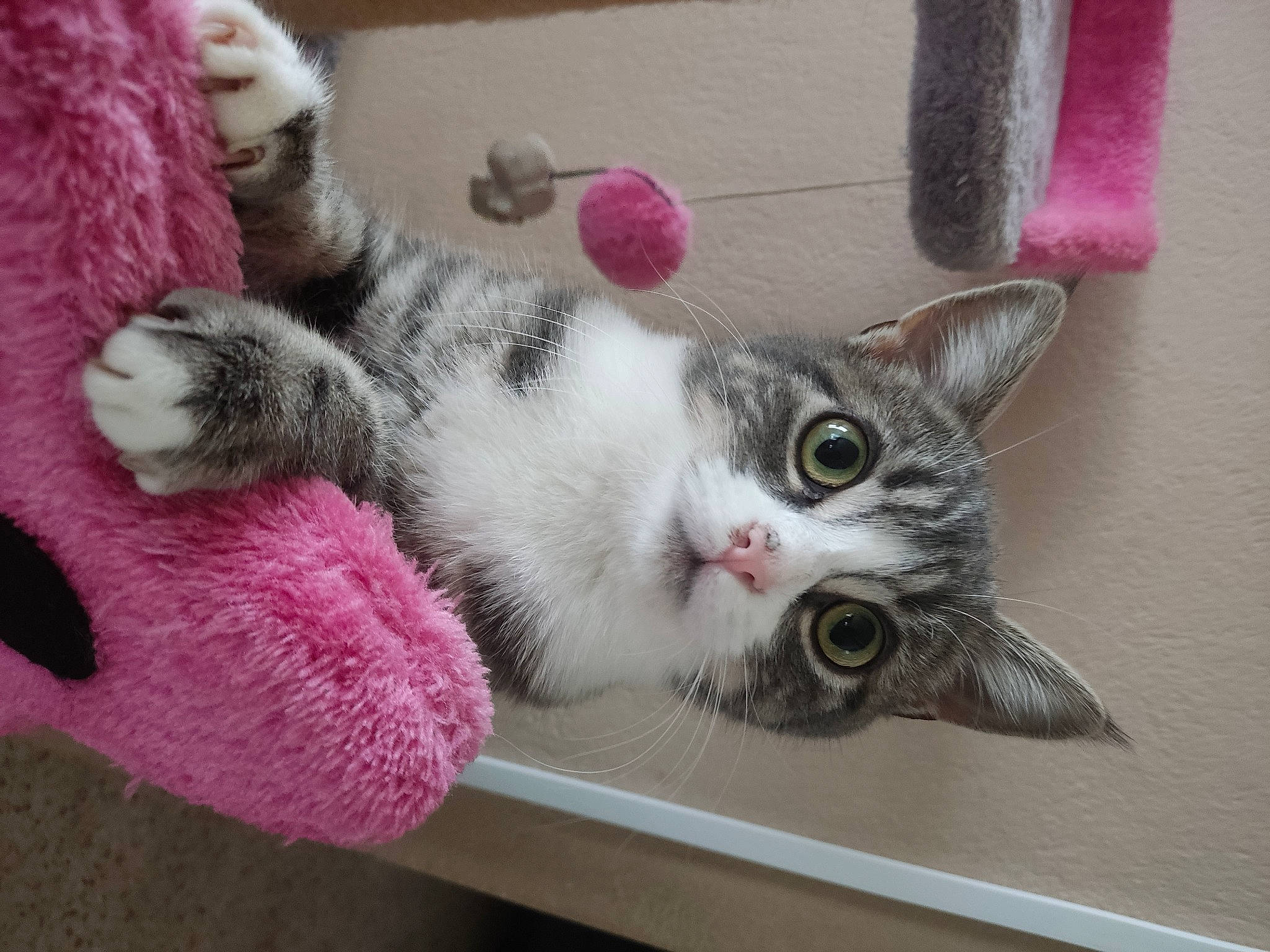 Charlie a rejoint le concours — aidez-le/la à gagner de superbes lots ! carnivore, cat, cat_supply, cat_toy, claw, domestic_short_haired_cat, eye, felidae, fur, grey, magenta, paw, pink, small_to_medium_sized_cats, snout, tail, toy, whiskers, wool, woolen