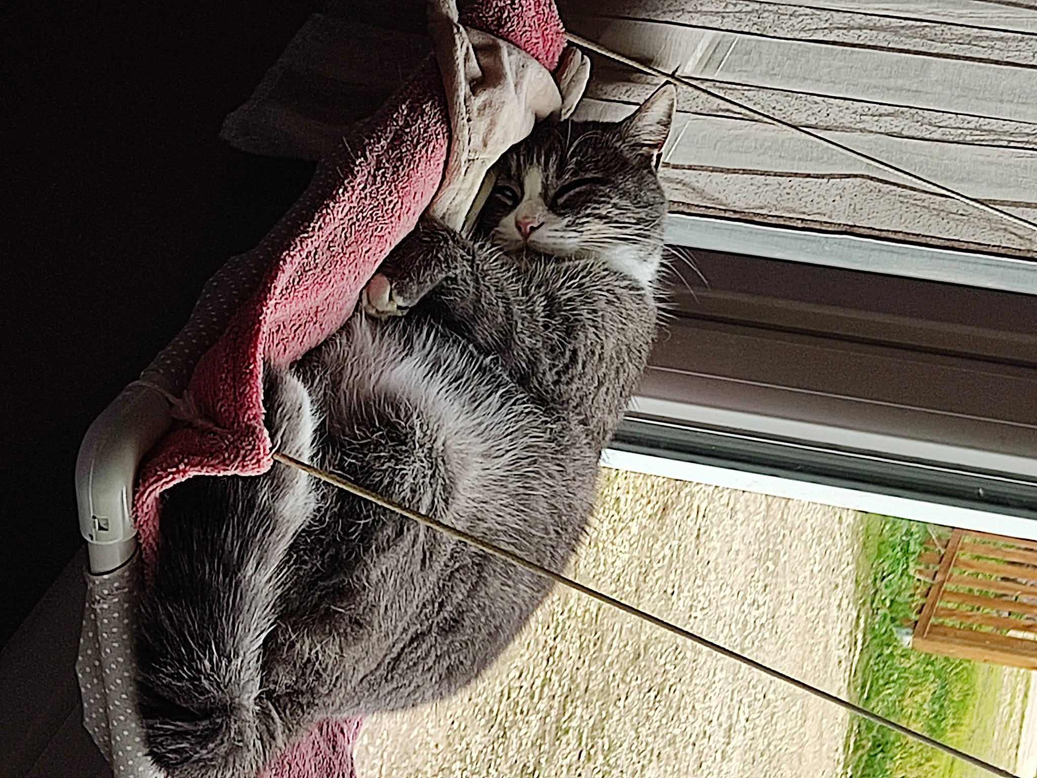 Charlie a rejoint le concours — aidez-le/la à gagner de superbes lots ! black_cat, canidae, carnivore, cat, claw, domestic_short_haired_cat, felidae, fur, gesture, grass, hat, human_leg, leg, paw, small_to_medium_sized_cats, snout, tail, whiskers, wildlife, wood