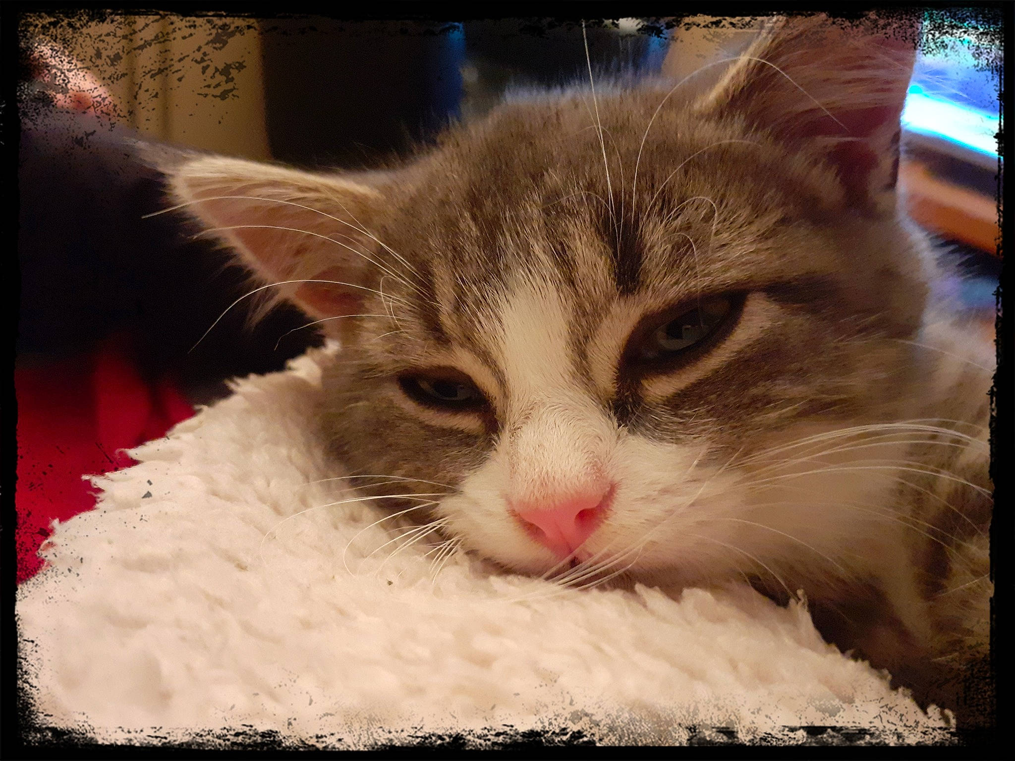 Charlie participe au concours pour gagner de l'argent avec cette photo : carnivore, cat, claw, comfort, domestic_short_haired_cat, felidae, fur, paw, photo_caption, rectangle, small_to_medium_sized_cats, snout, square, tail, tree, whiskers, window